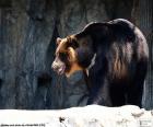 Asya kara ayısı